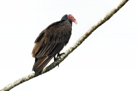 Kondor krocanovity - Cathartes aura - Turkey Vulture 8556